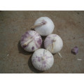 Fresh Solo Garlic (4.0-4.5cm)